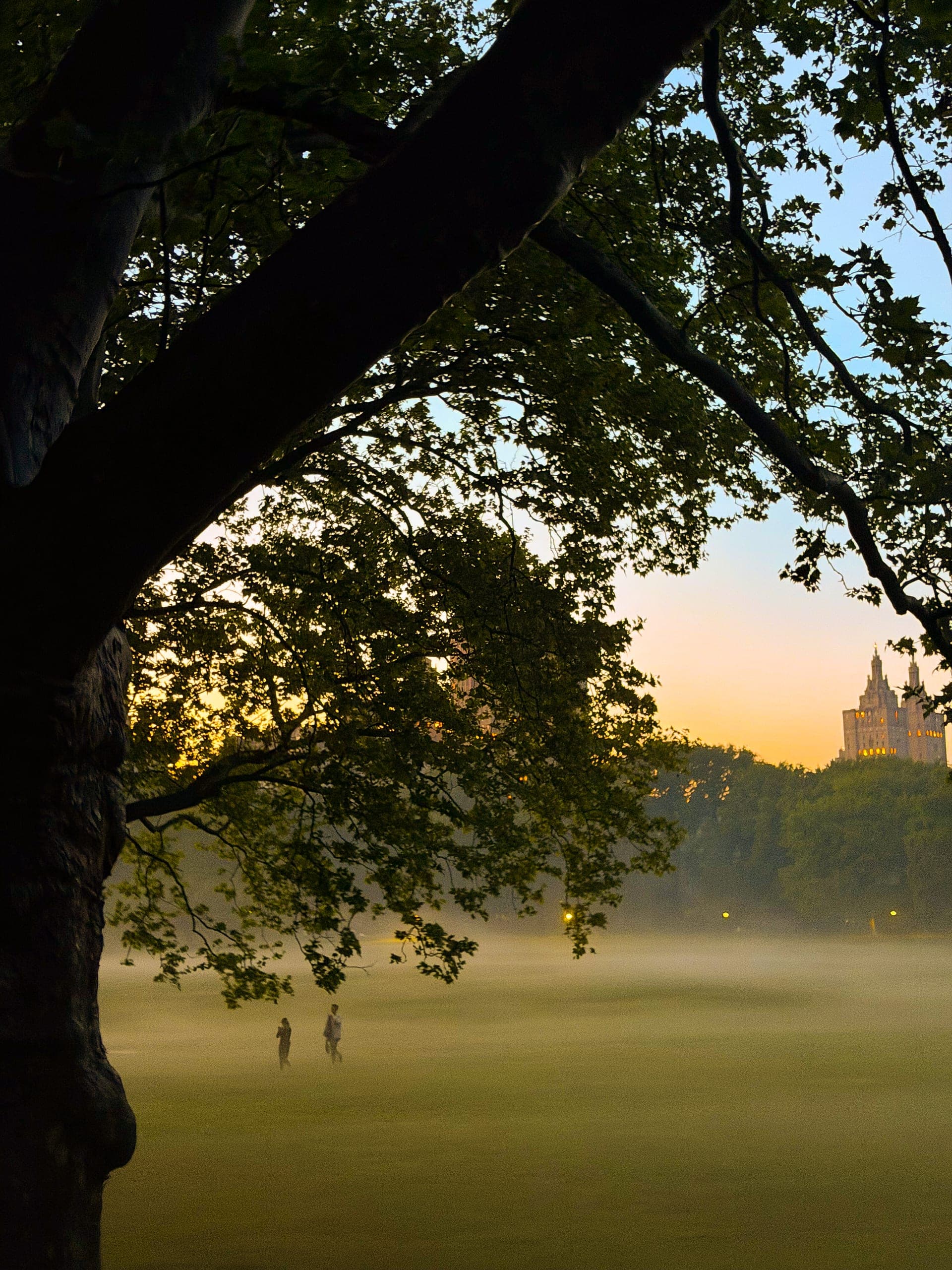 Dusk through the branches — New York