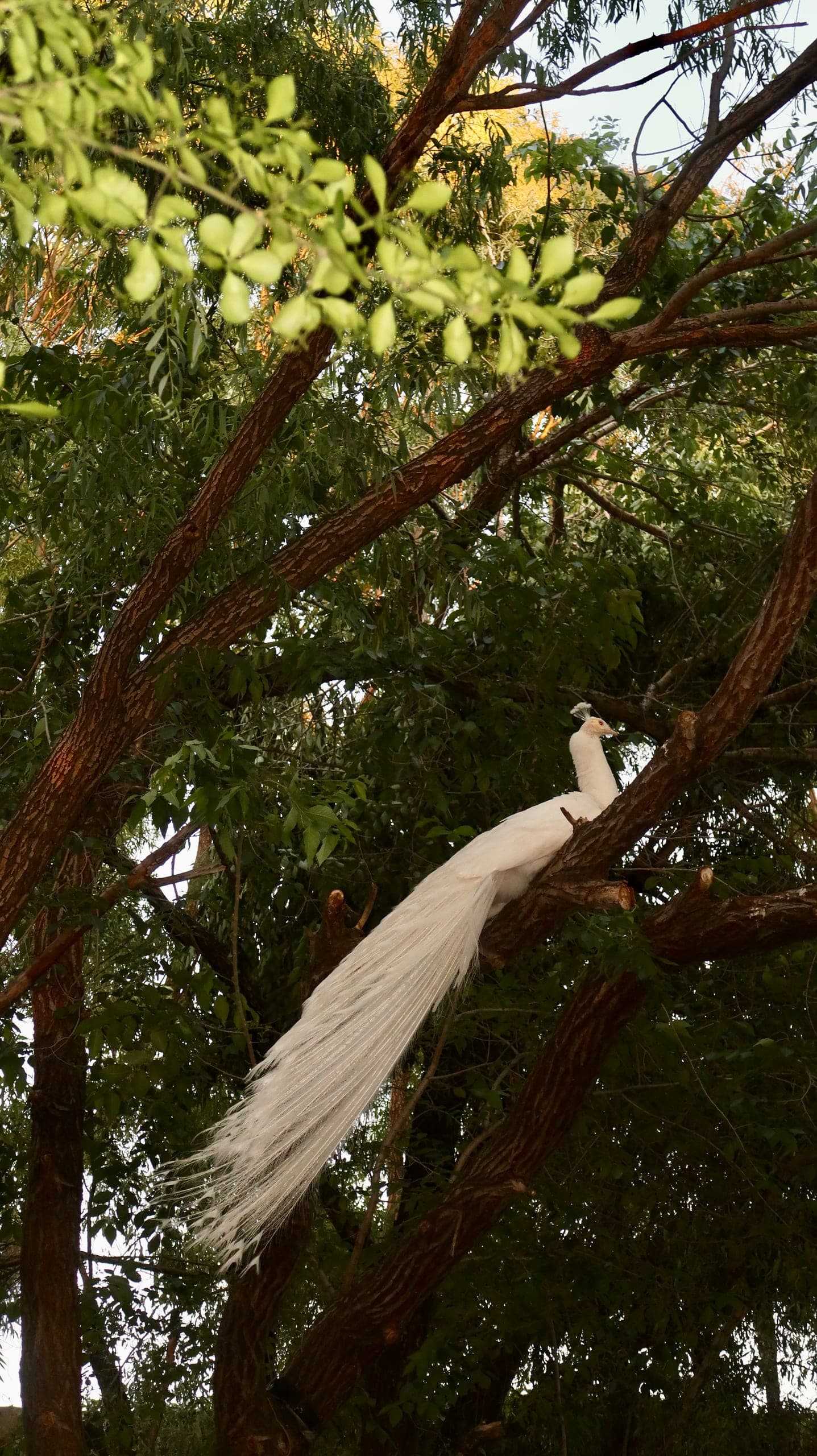 White peacock — Beijing