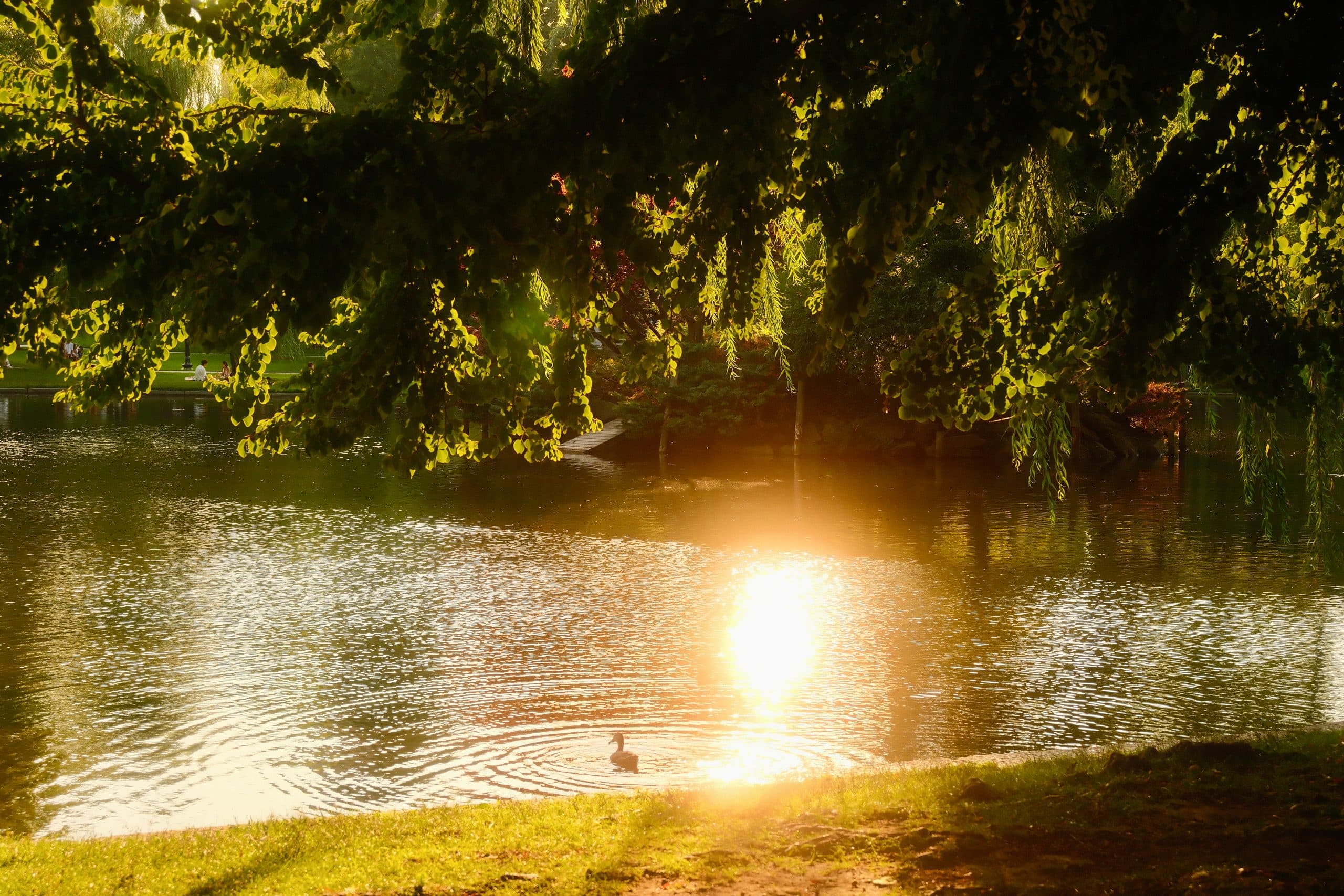 Evening light on the lagoon — Boston