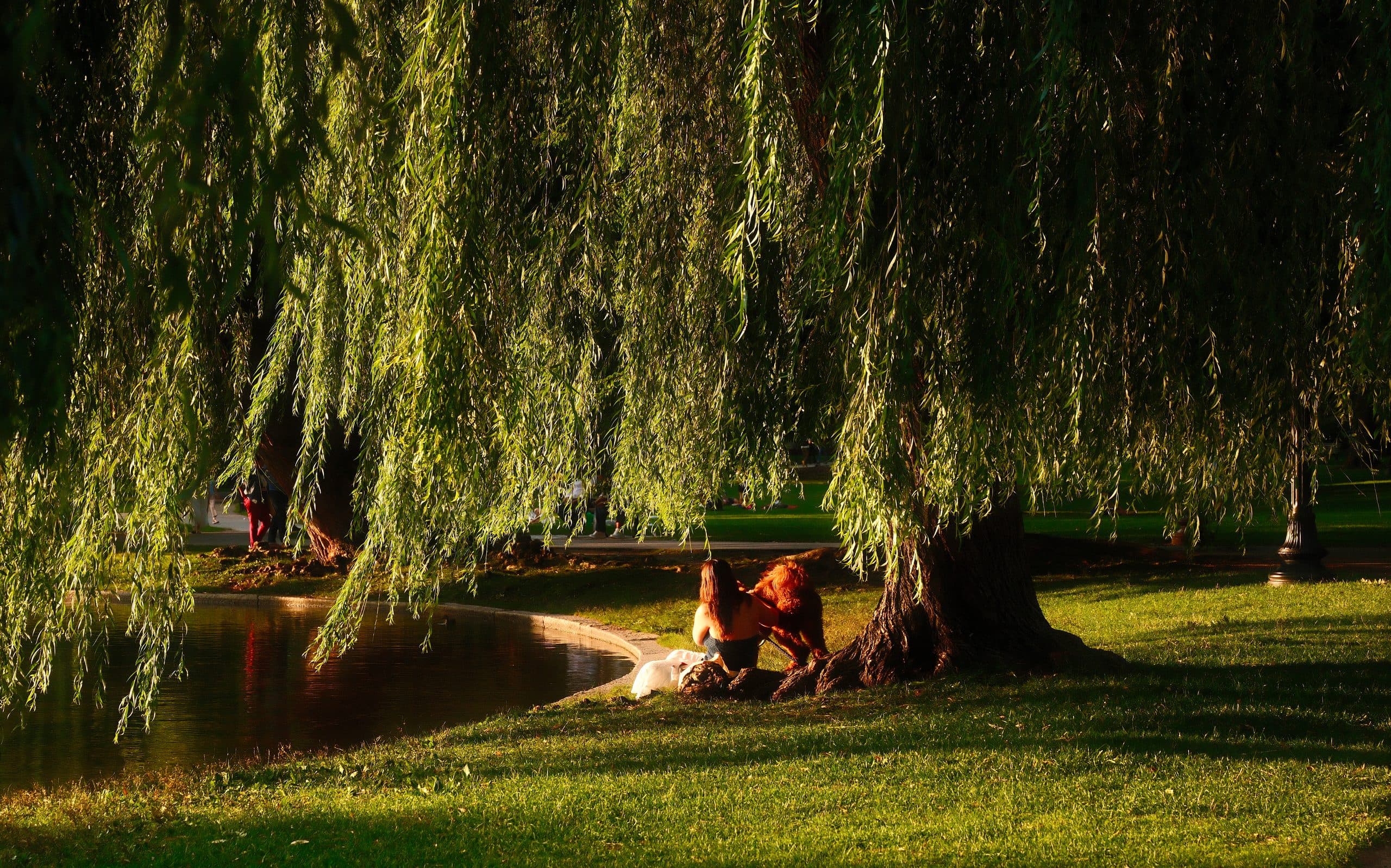Willow shade, Public Garden — Boston