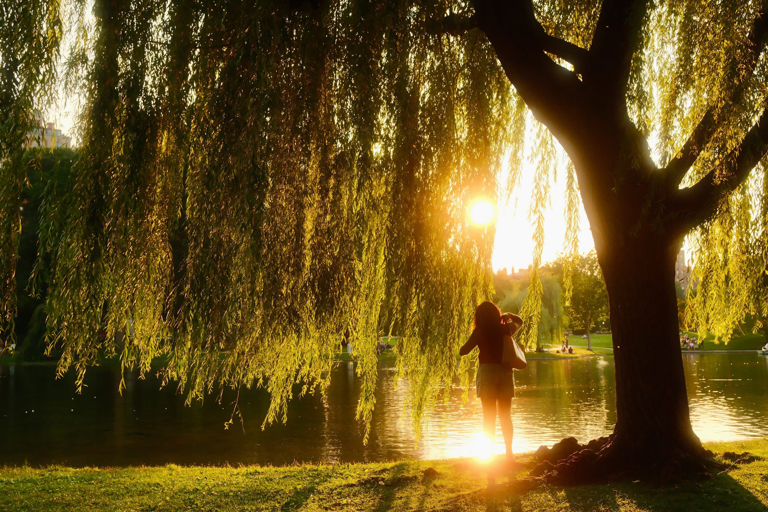 Golden hour under the willows — Boston