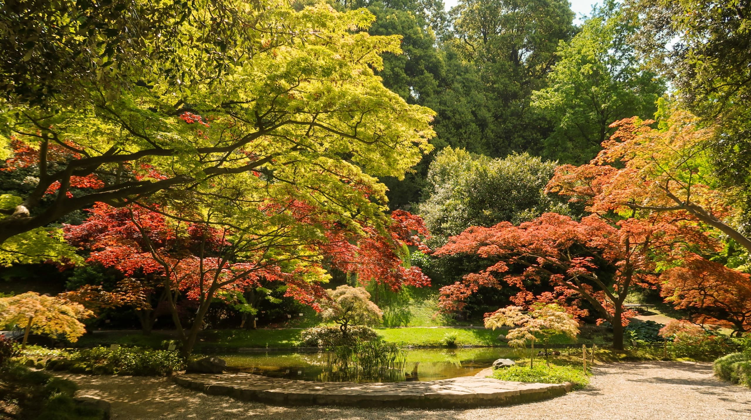 Maples and still water — Lake Como