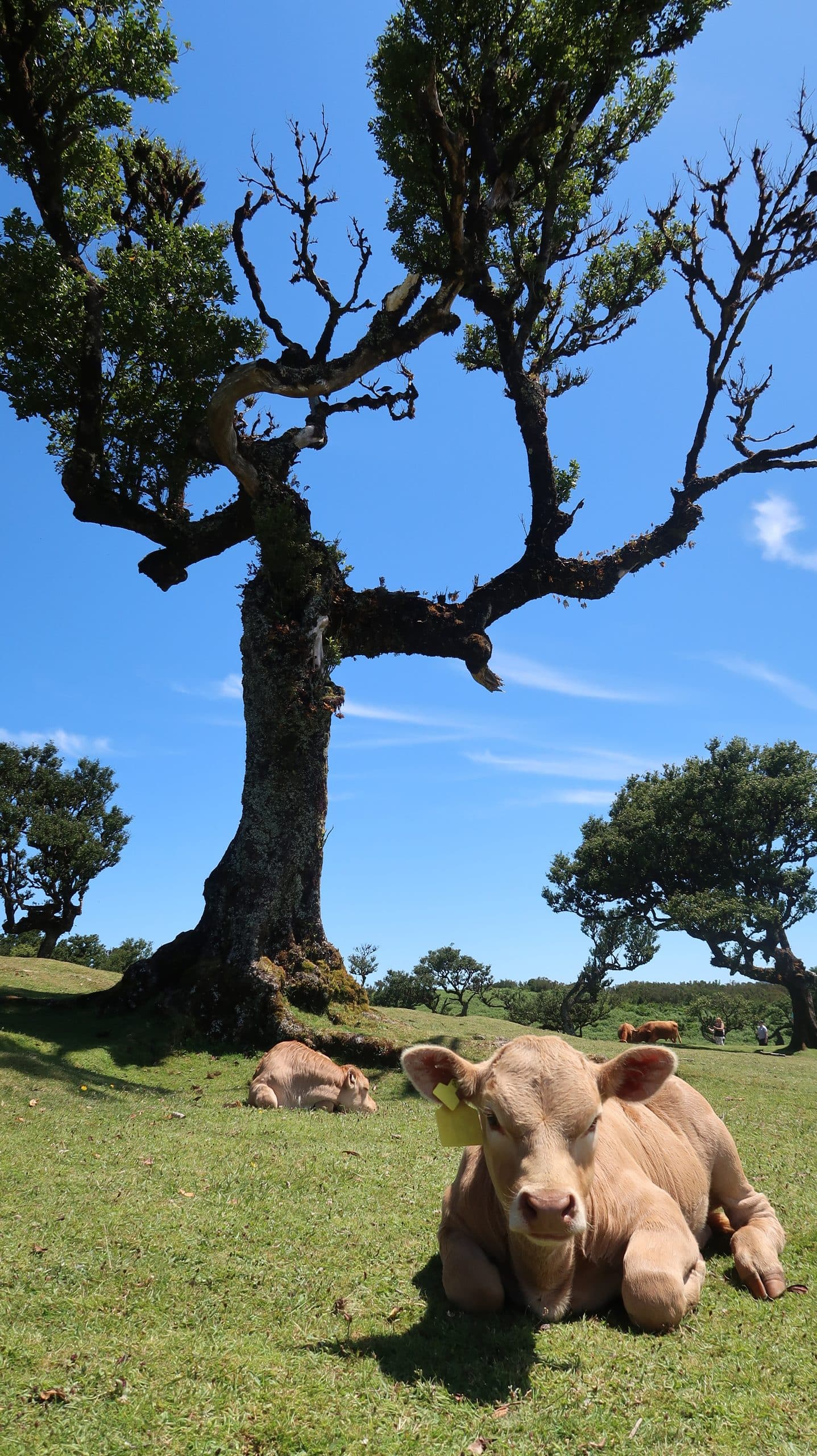Loafing cow — Portugal & Madeira