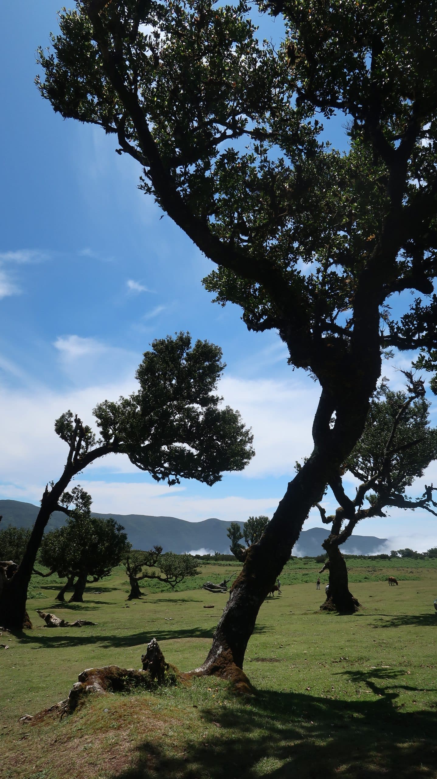 The laurel forest — Portugal & Madeira